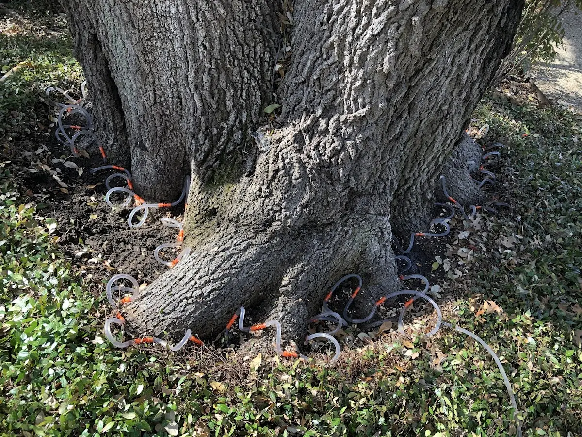 Detailed Tree Cabling and Bracing job site in Caledonia
