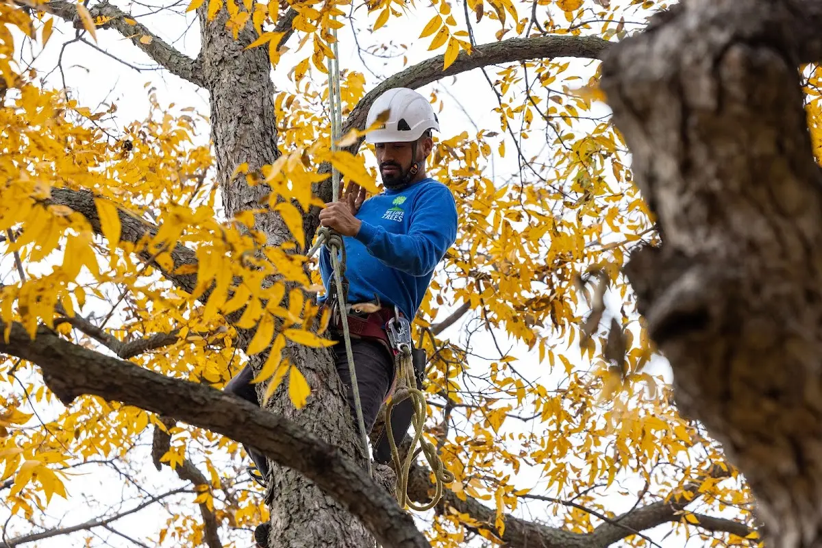 Skilled Tree Transplanting crew working in Caledonia